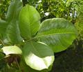 Pistacia vera